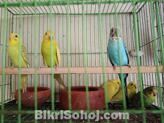 বাজিগার বেবি